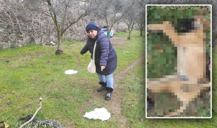 ‘Zehirli tavuk’ şüphesi: 5 köpeğin ölümüne soruşturma