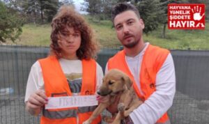 Ankara’da zehirlenen 9 yavru köpekten 2’si öldü!