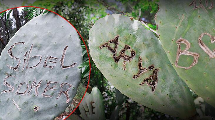 Antik kentte rezalet! ‘Ölümsüz aşk’ inanışıyla kaktüslere zarar verdiler