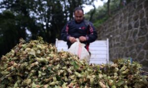 Dünya Çiftçiler Günü’nde fındık üreticisi çaresiz durumda: İstemesek de vedalaşacağız