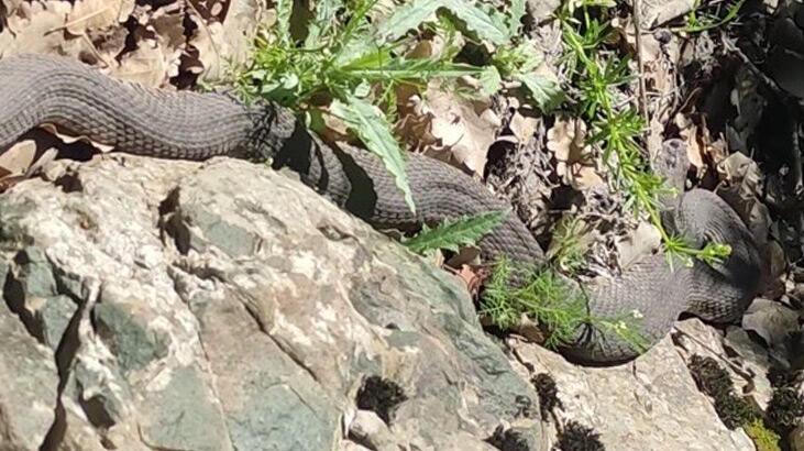 Elazığ’da 3 metrelik dev yılan paniği!