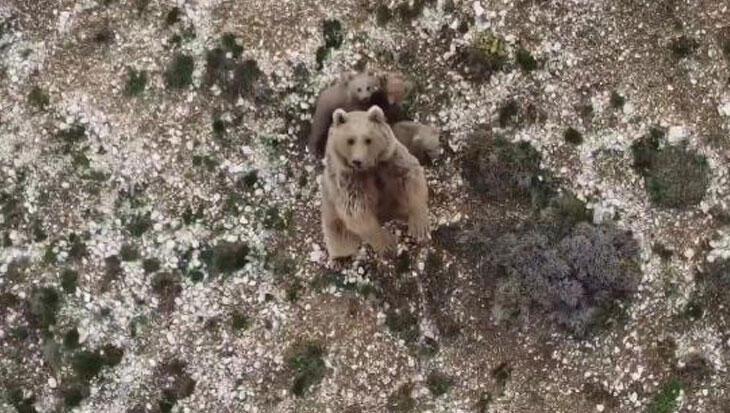 Erzincan’da bozayı ile 3 yavrusunu dronla uzaklaştırdı