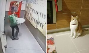 Esenyurt’ta ‘kedi’ tartışması: ‘Kafese koyup boş bir arsaya bıraktık’