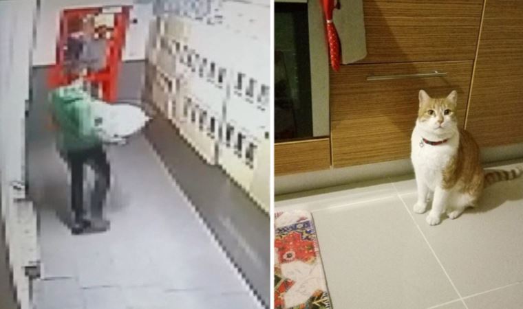 Esenyurt’ta ‘kedi’ tartışması: ‘Kafese koyup boş bir arsaya bıraktık’