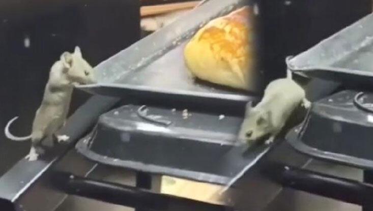 Fırında mide bulandıran görüntü! İnceleme başlatıldı