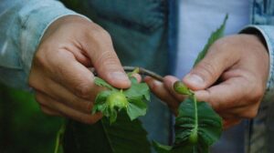Gal arısına karşı ‘terminatör’ böcekler ormanlara salındı