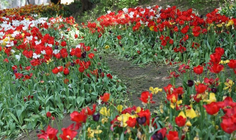 Gülhane Parkı’nda ‘Lale bayramı’ erken bitti
