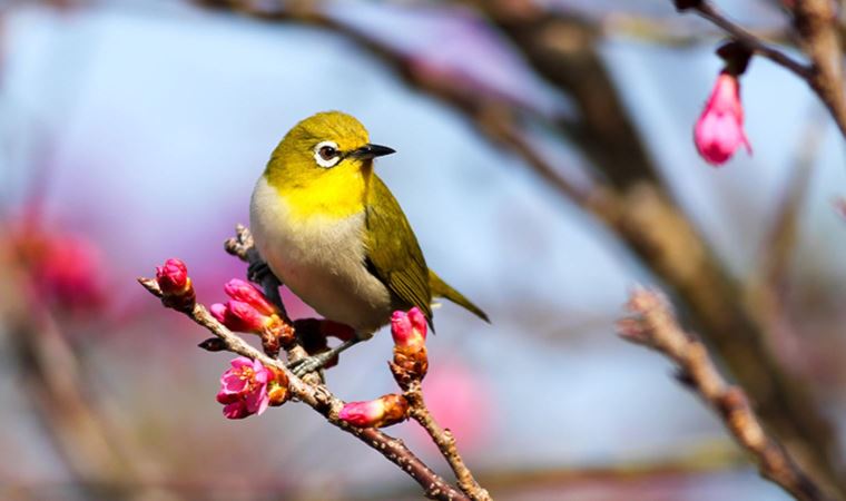 İklim değişikliği, göçmen kuşların ‘küçülmesine’ yol açıyor