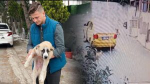 Maltepe’de sokak köpeğini ezen taksici, arkasına bakmadan kaçtı