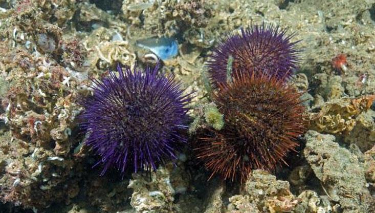 Marmara’da deniz kestanesi avcılığı yasaklandı
