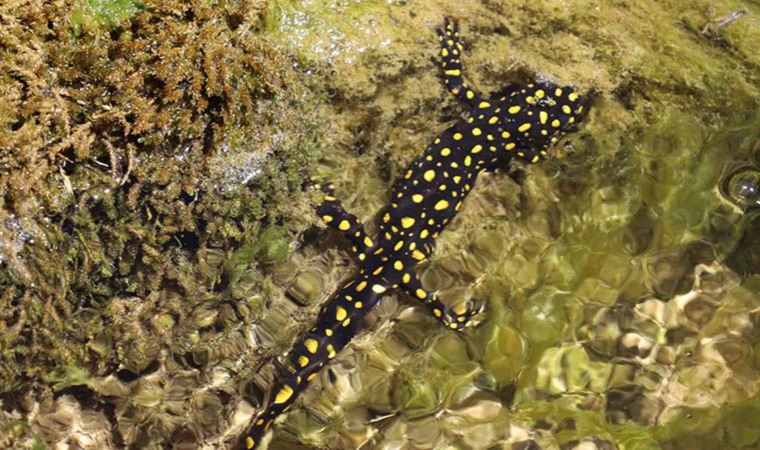 Siirt’te nesli tehdit altında olan ‘benekli semender’ görüldü