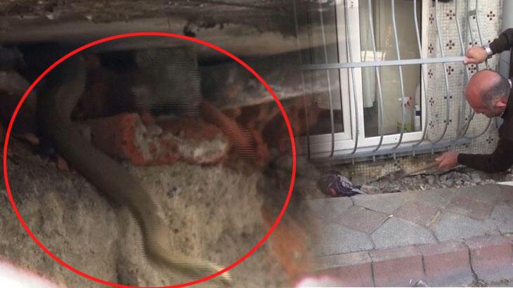 Sultangazi’de yılan paniği; dumanla çıkarmaya çalıştılar