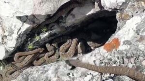 Tek ısırığı bile öldürüyor! Sürü halinde görüntülendiler