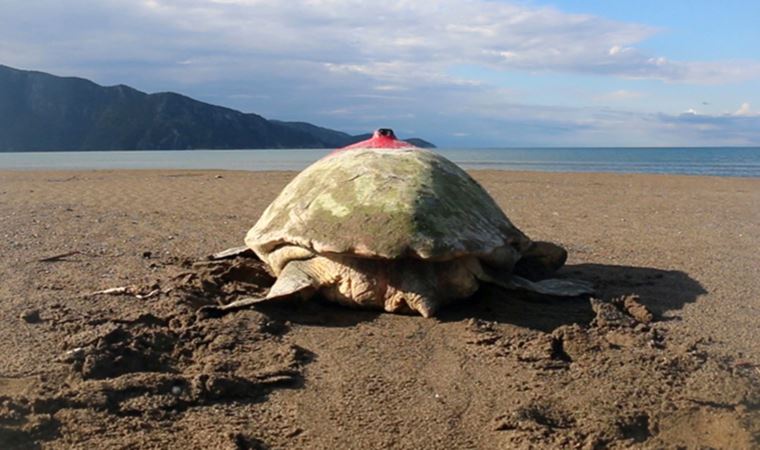 Uydu takip cihazlı 9 deniz kaplumbağasının ‘sinyali’ kesildi