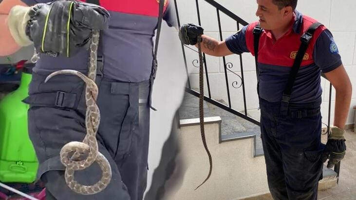 Yılan evin deposuna girdi! Panik anları