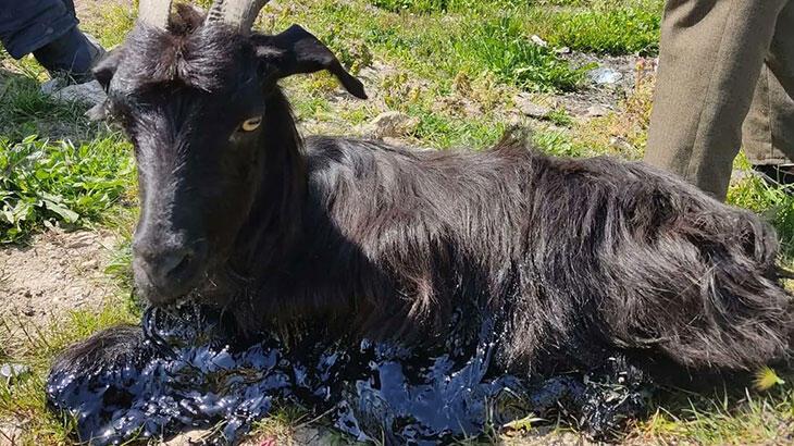 Zifte yapışan keçiyi itfaiye kurtardı