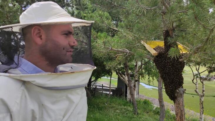 Arı kolonisi firarda! Oğul veren arılar çam ağacını sardı