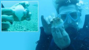 Balon balıklarının ‘şirinler’ sürüsü kıyıyı işgal etti