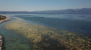 İzmir’de sahil deniz marulu ile yeşile büründü