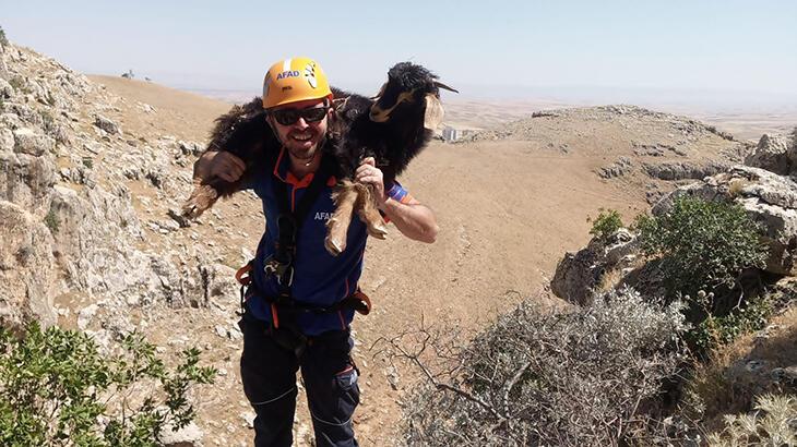 Kayalıklarda 5 gün mahsur kaldılar! 2 keçinin imdadına AFAD koştu