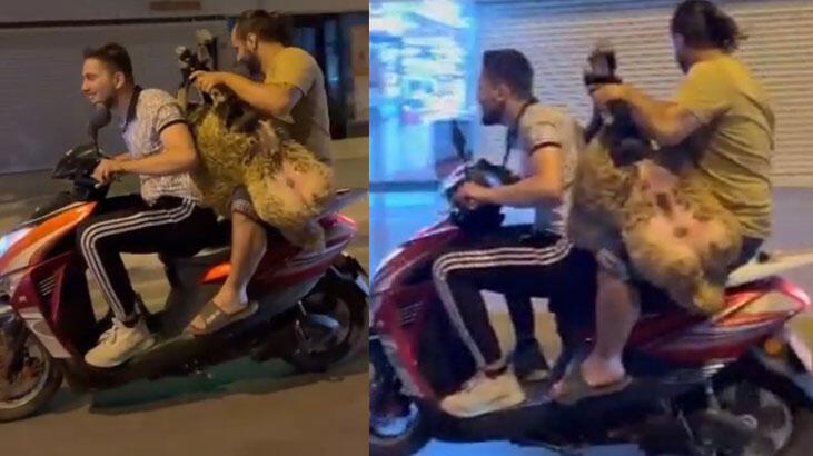 Sultanbeyli’de şoke eden görüntü: Motosiklette koyun taşıdılar