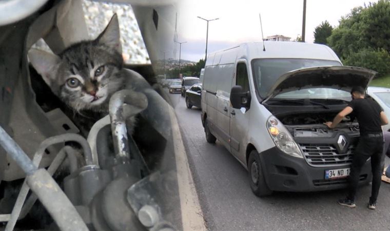 TEM’de sürücülerin ‘kedi kurtarma’ seferberliği