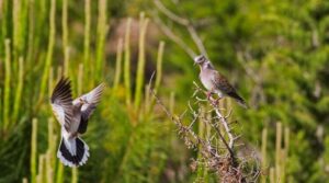 29 kuş türü ve 5 memeli, av listesinde