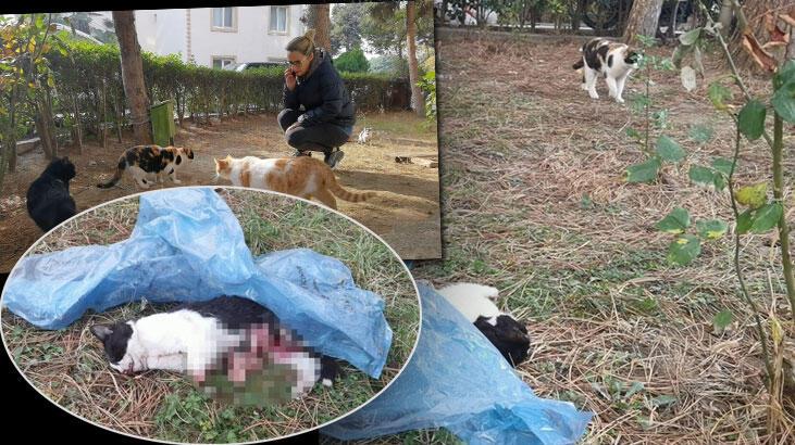 5 ayda baktığı 4 kedi öldürüldü, yavru kedisi patileri kesilmiş bulundu