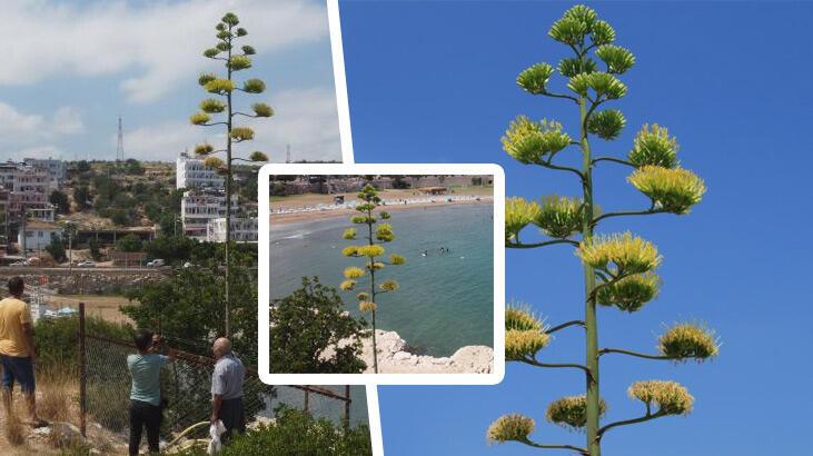 60 yıl sonra çiçek açtı, 5 metre uzadı! Şimdi koruma altında