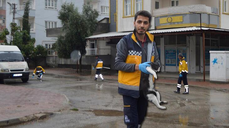 Adıyaman’da ‘hasta kedi’ paniği! İki mahalle kuduz şüphesiyle karantinaya alındı