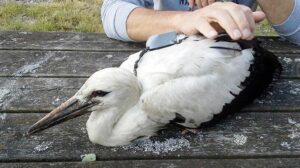 Afrika’ya dönüş yolundaki ‘kayıp leylek’ Emirdağ’da ölü bulundu