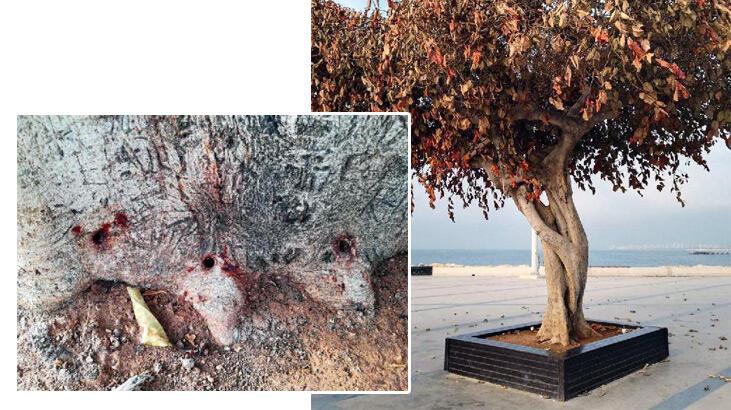 AK Parti’li Ercik’ten Mersin Büyükşehir Belediye yönetimine ‘ağaç’ tepkisi