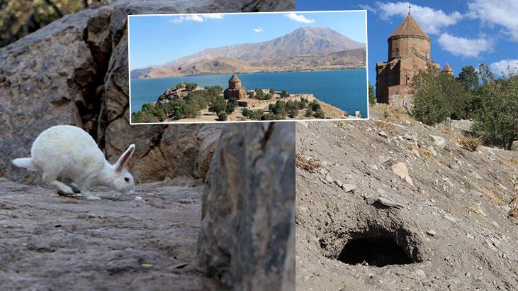 Akdamar Adası’nda ‘tavşan’ zararı