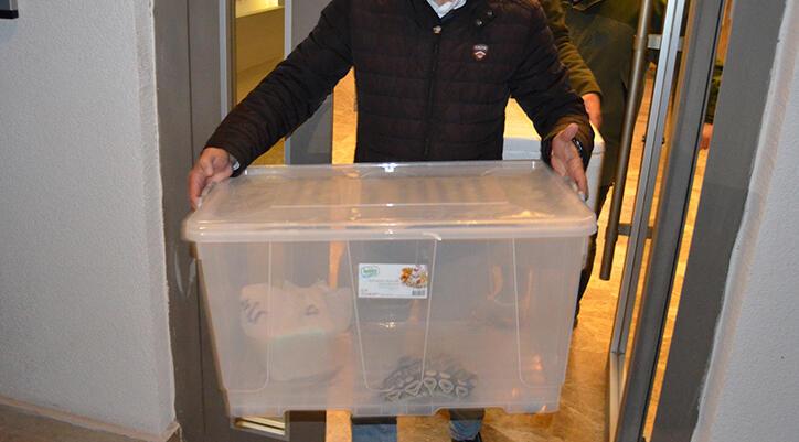 Aksaray’da 1 kraliyet pitonu ile 10 sakallı ejder ele geçirildi