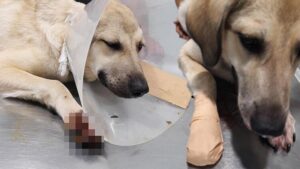 Ankara’da dehşet! Sokak köpeğini bacağından vurdular