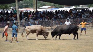 Antalya’da boğa güreşlerinde heyecanlı anlar yaşandı