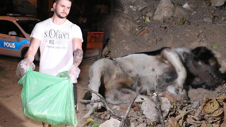 Antalya’da köpek katliamı devam ediyor!