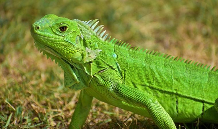 Araştırma: Kertenkelelerin varlığı, düşünülenden ’35 milyon yıl’ önceye dayanıyor olabilir