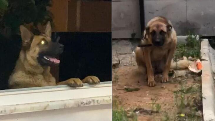 Arbedede bekçiyi ısıran köpeğe 2 gün gözaltı