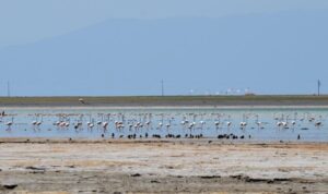 Arin Gölü’ne gelen flamingolar, fotoğrafçıların kadrajında