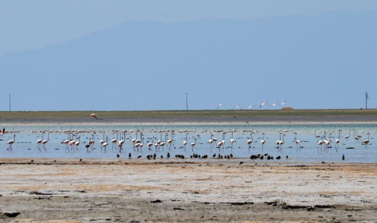 Arin Gölü’ne gelen flamingolar, fotoğrafçıların kadrajında