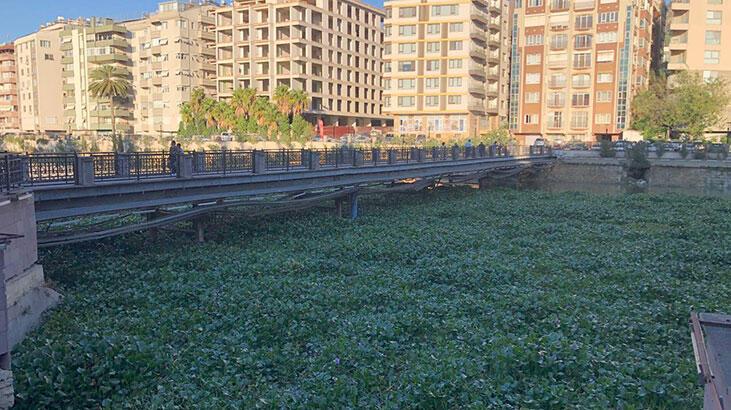 Asi Nehri’nde su sümbülü istilası