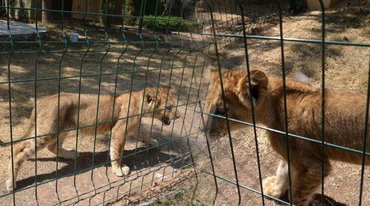 ‘Aslan kaçsa kim yakalayacak?’ Mahalleli isyan etti, hayvanat bahçesi kapatıldı
