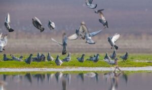 Avcıların giremediği kampüsteki gölet, kuşlarla doldu