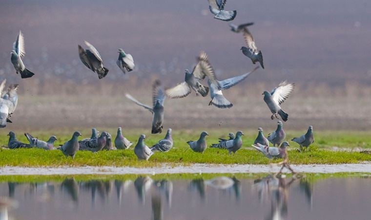 Avcıların giremediği kampüsteki gölet, kuşlarla doldu