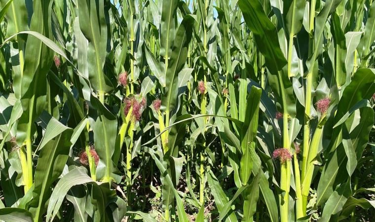 Ayçiçeğinden sonra mısır da ‘çayır tırtılı’ tehdidi altında