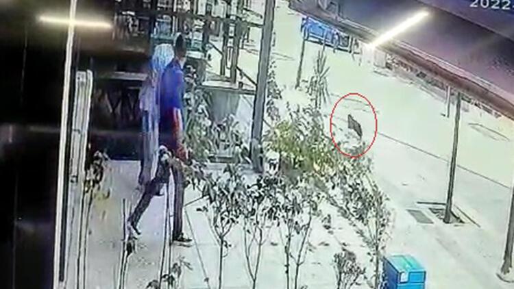 Bağcılar’da şoke eden olay! Uyuyan kediye terlikle vurdu
