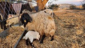 Bağırsakları dışarıda doğan kuzuya cerrahi müdahale