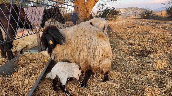 Bağırsakları dışarıda doğan kuzuya cerrahi müdahale