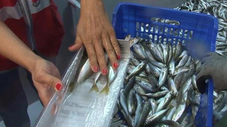 Balık halinde denetim! 14 bin 160 TL ceza kesildi